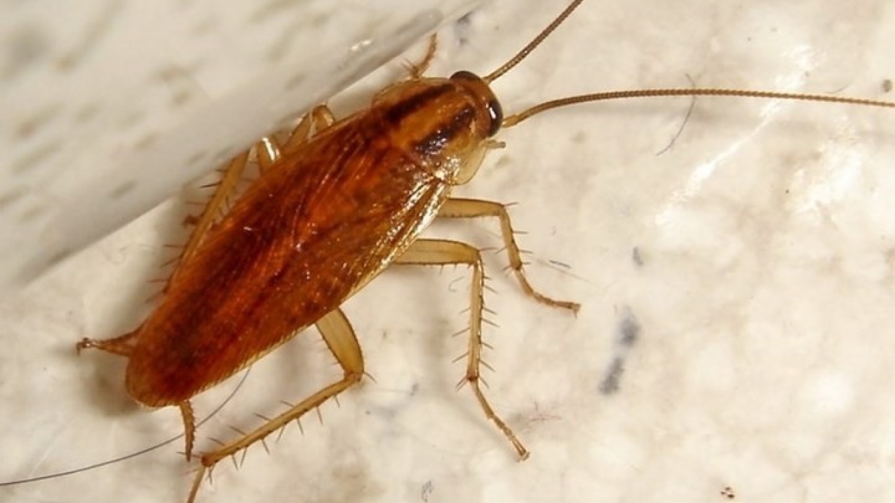 cucarachaamericana